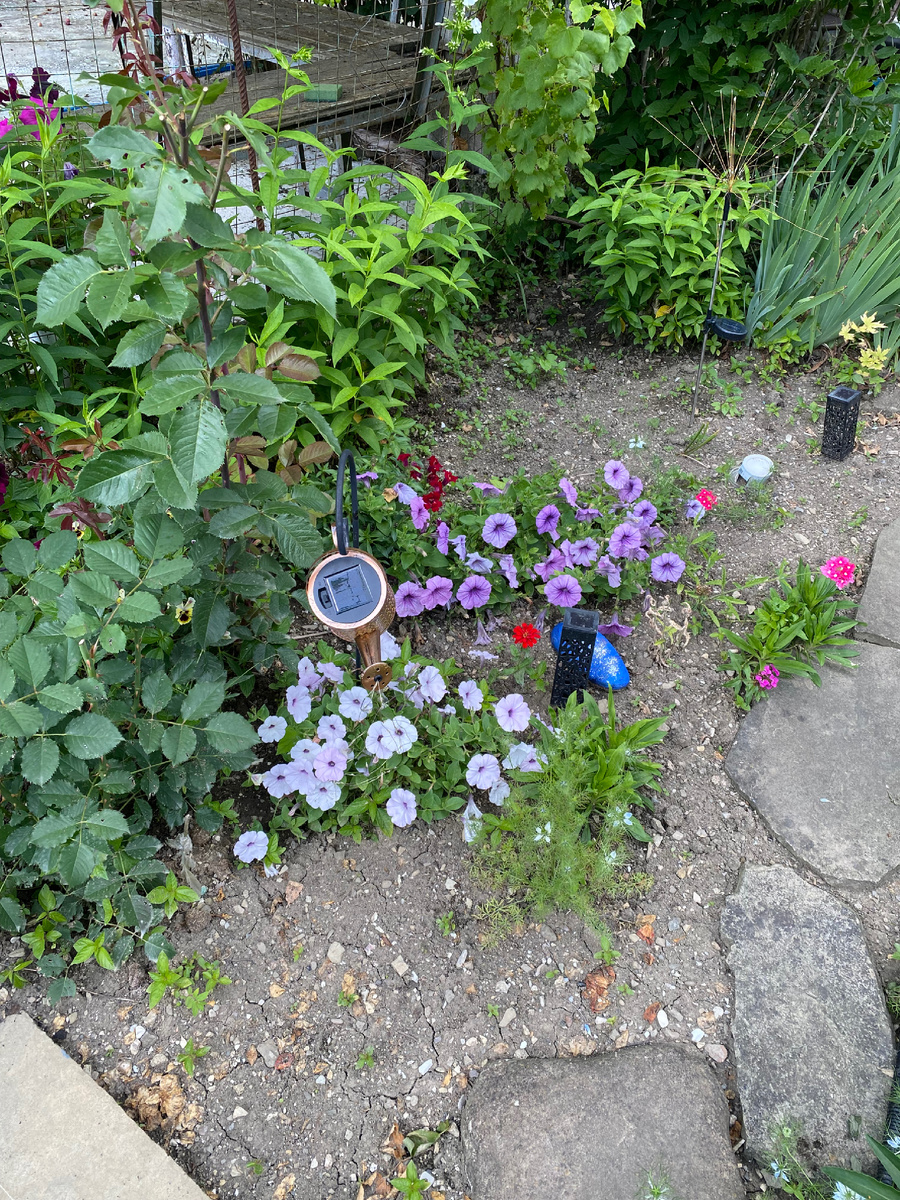 Петунии изи вейв