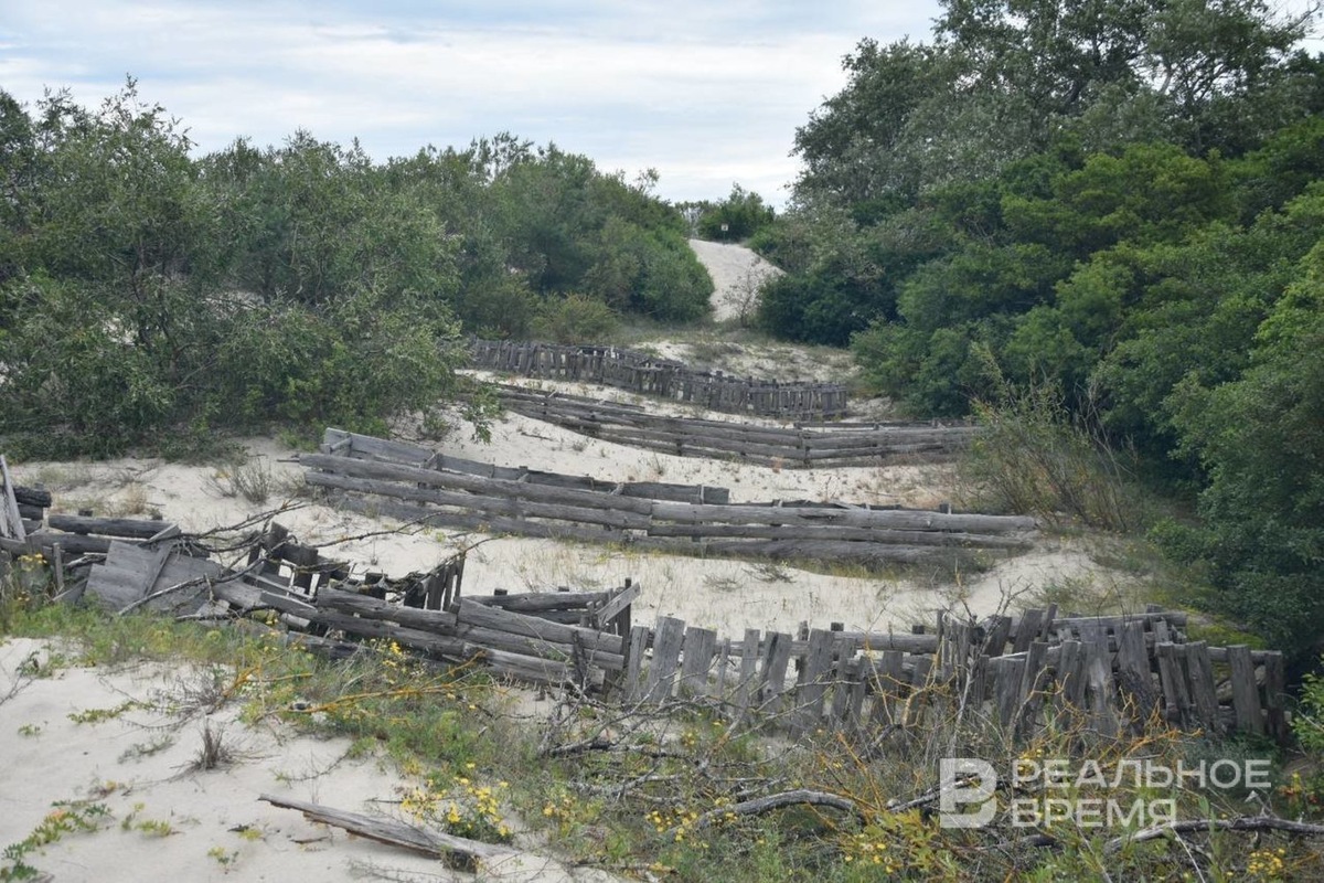    Куршская коса, август 2025 года. Екатерина Петрова / realnoevremya.ru