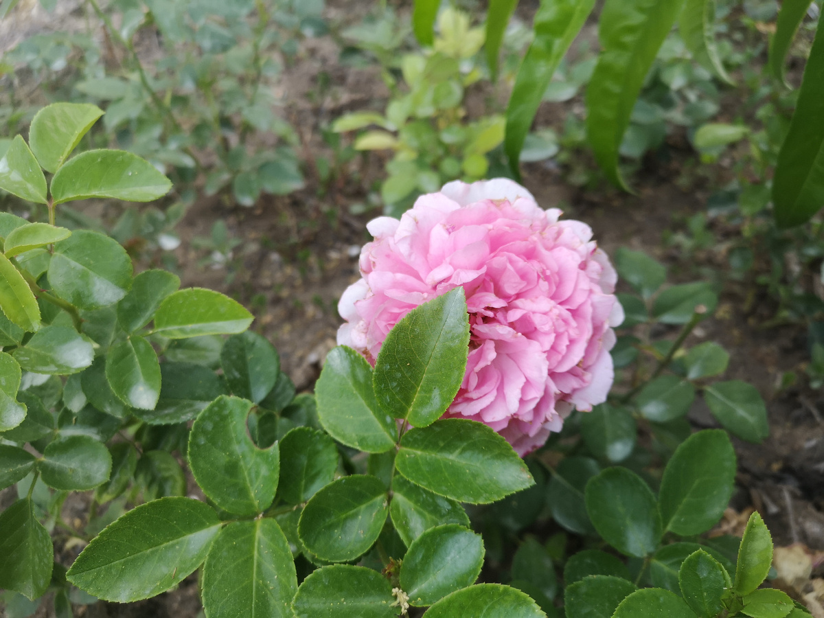 Леонардо розовый