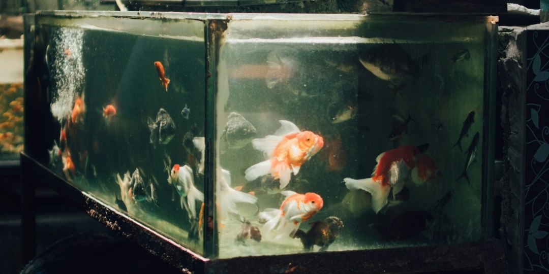 Сколько на самом деле живут аквариумные рыбки: ветеринар сказал то, о чём молчат продавцы