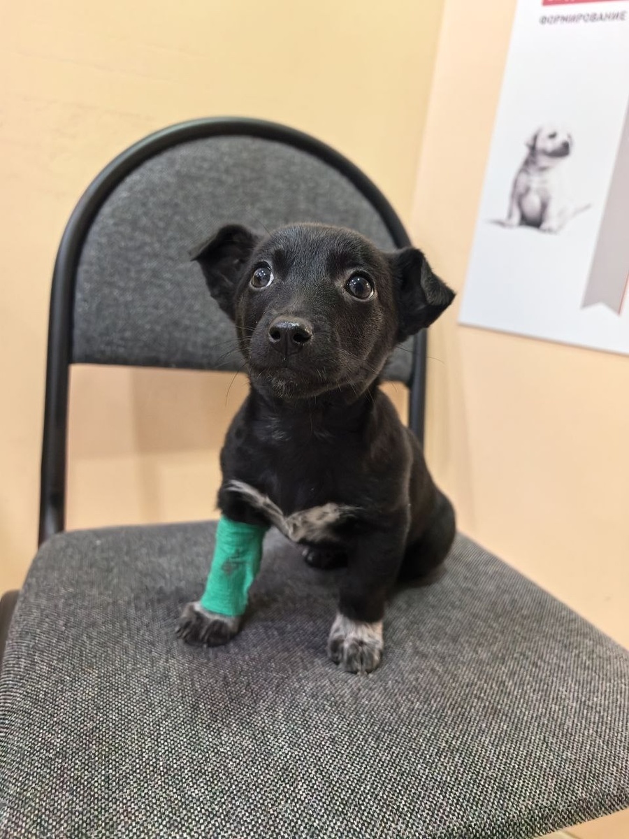 Жулька сидела на стуле так делово, словно уже совсем взрослая и может ходить к врачу без сопровождающих. Фото из архива автора