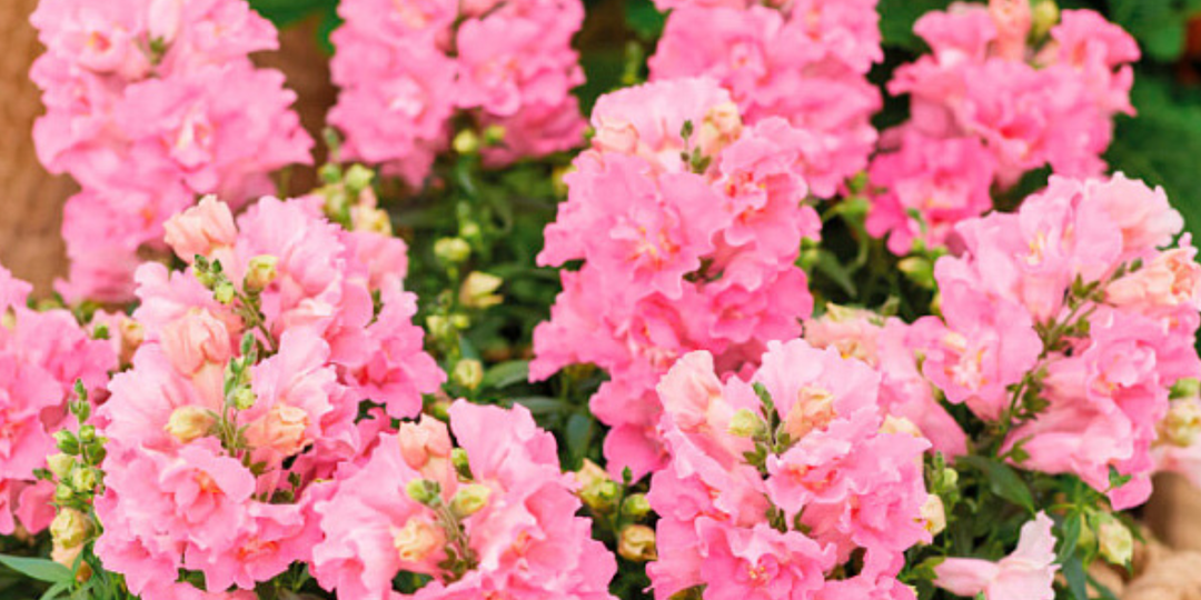 Чем заменить петунию? Что посадить вместо петунии: 2 лучших растения для кашпо и цветочных клумб