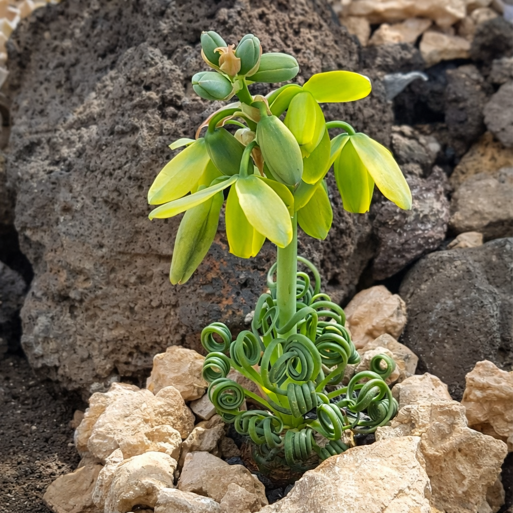 альбука умеет цвести