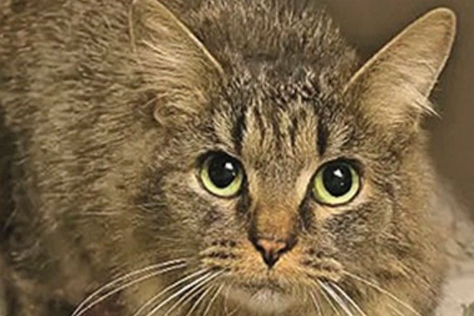    Габби сумела пройти 250 км и вернуться домой. Фото: Соцсети