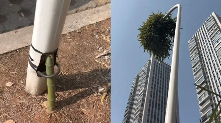 Никто не успел заметить, когда он пролез в столб