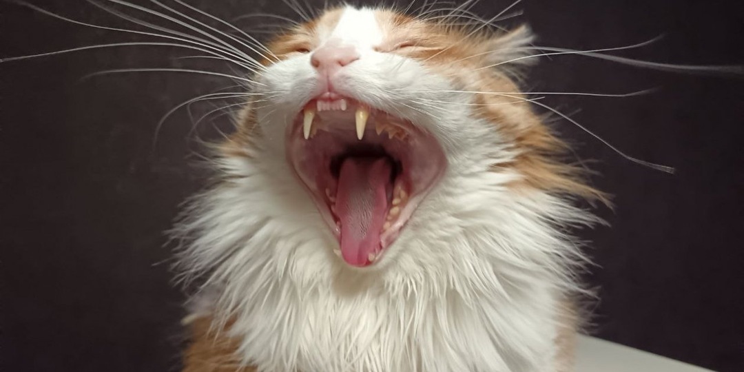 Как посадить кошку на диету правильно и без жертв: советы ветеринара