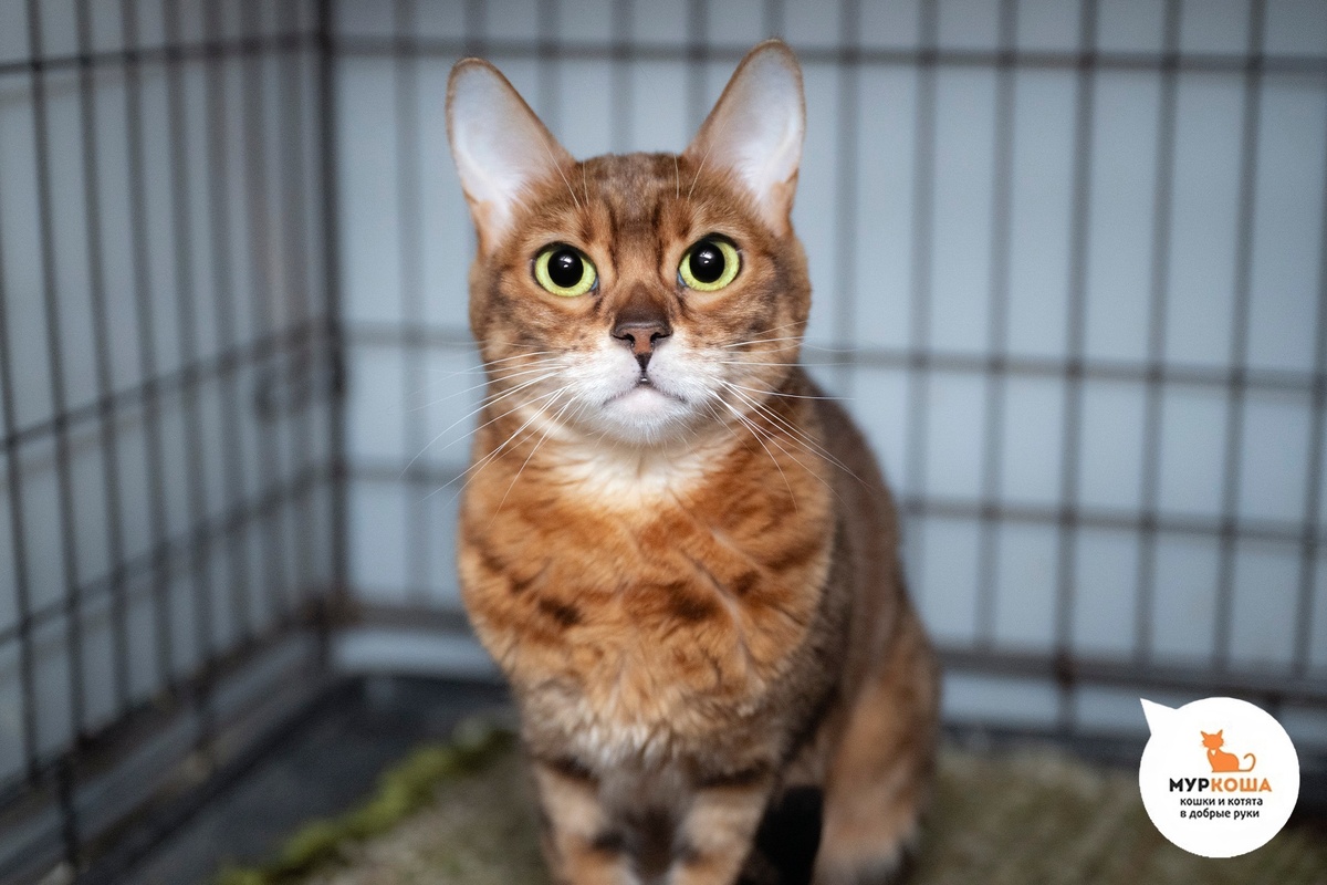 Сайя домашняя кошечка, отдали по семейным обстоятельствам.