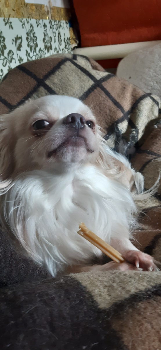 Мика покушал и получил на десерт погрызайку, доволен!))