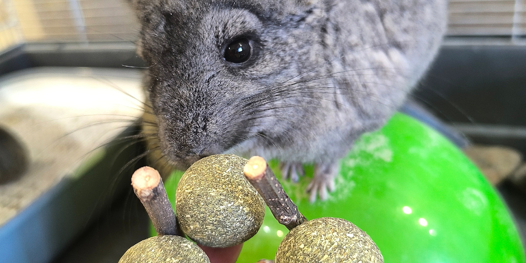 «Шиншилла: начало». Как мой питомец участвовал в съёмках блокбастера