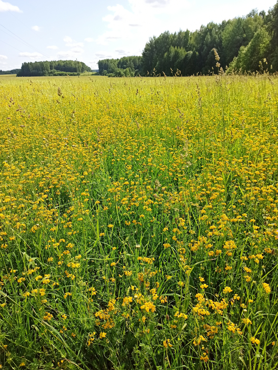 Цветет чина луговая
