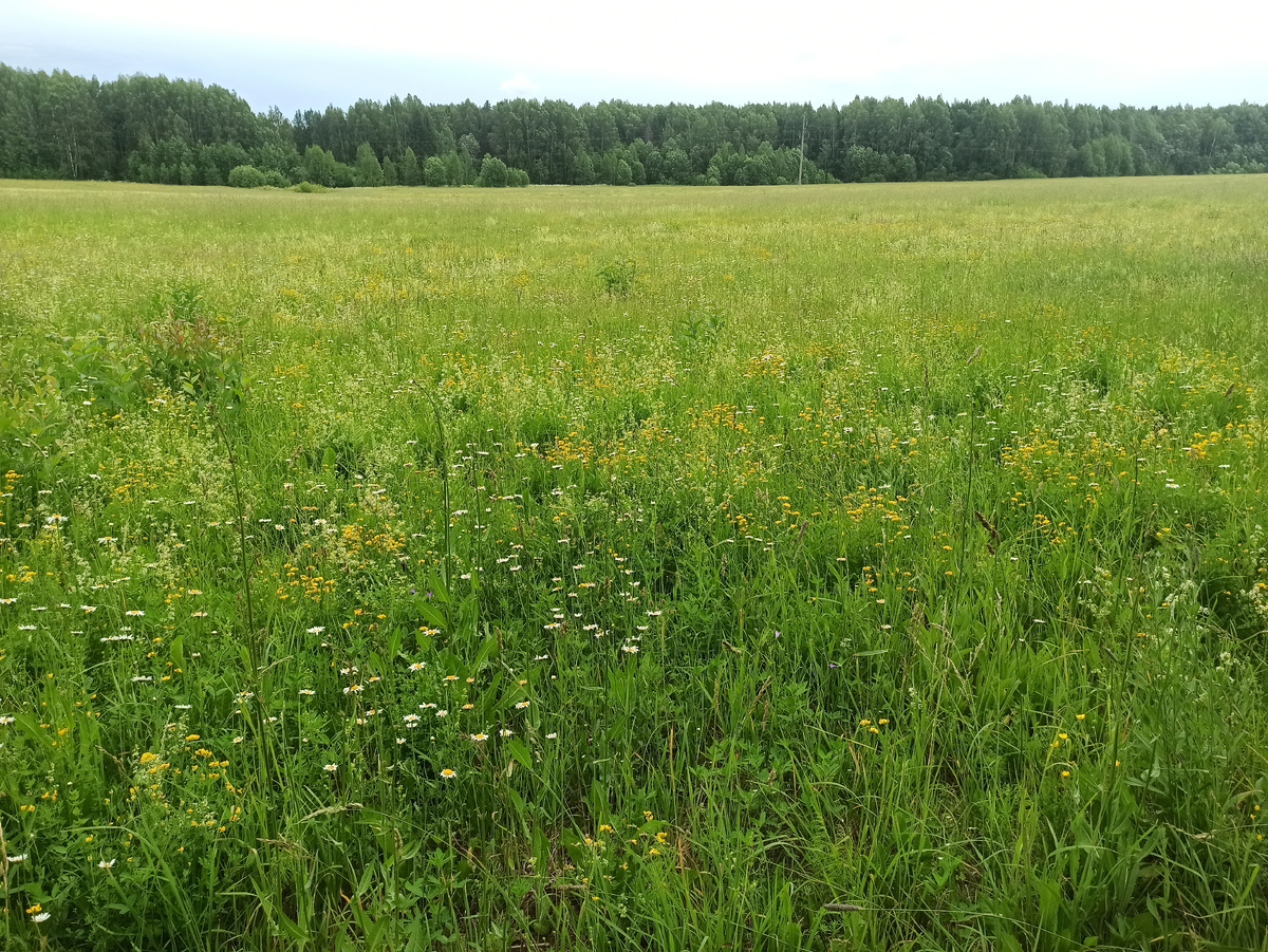 Разнотравье