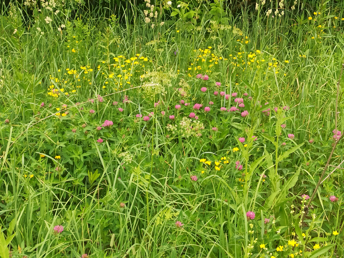 Разнотравье