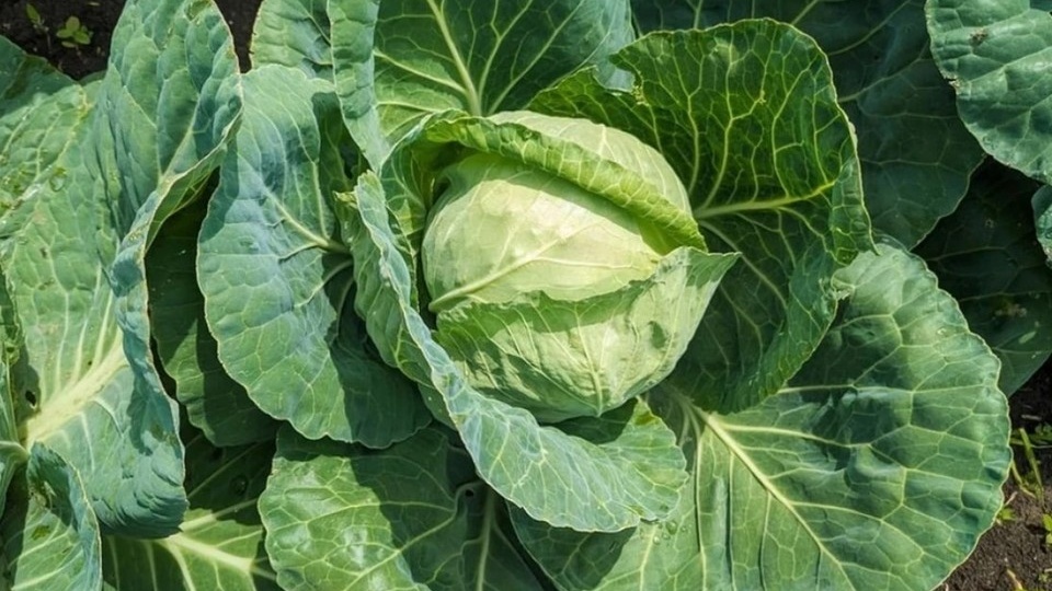 Минздрав Новосибирской области назвал капусту главным суперфудом 2026 года