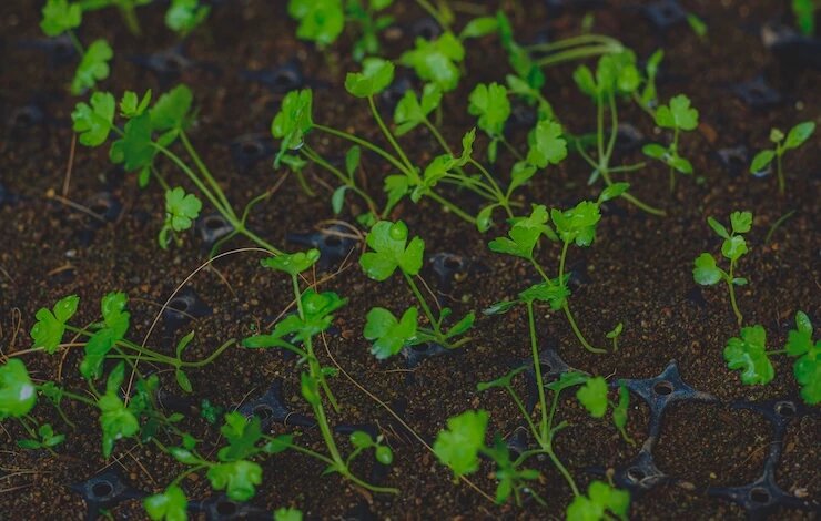 фото 123RF/dyazincahya