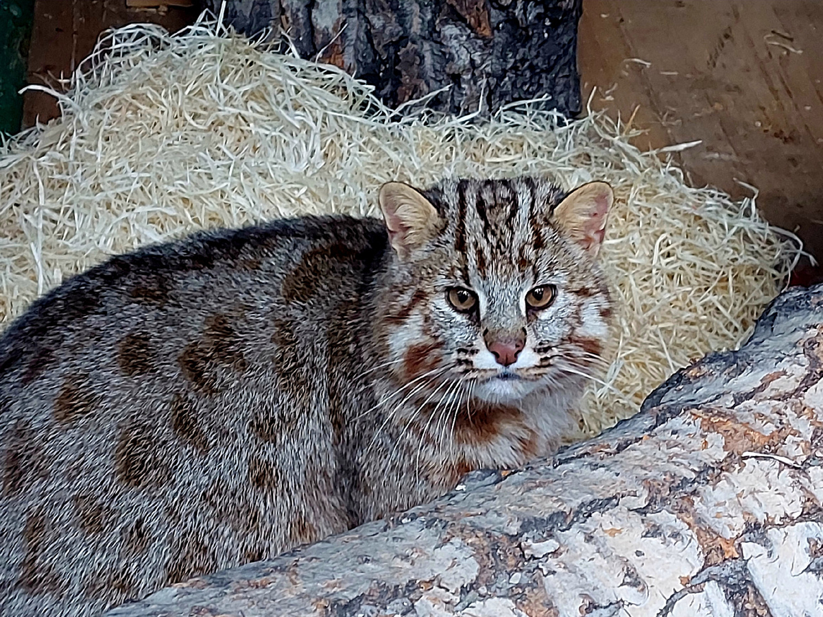 vk.com/zooparkabakan