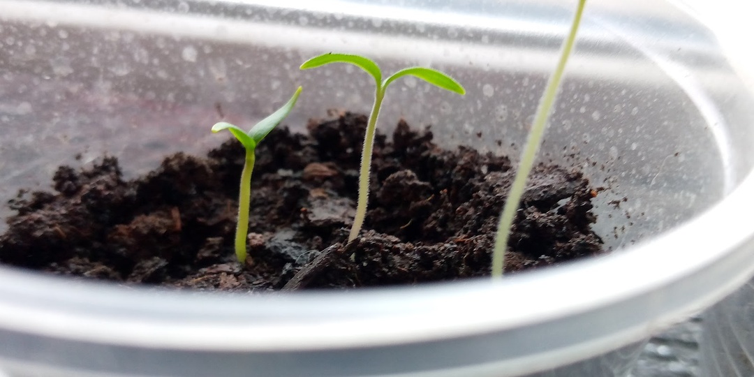 Проращивание семян: что мы делаем не так - 3 неявные ошибки и всходы как паутинки чахлые. И всходят семена медленно, и всхожесть низкая