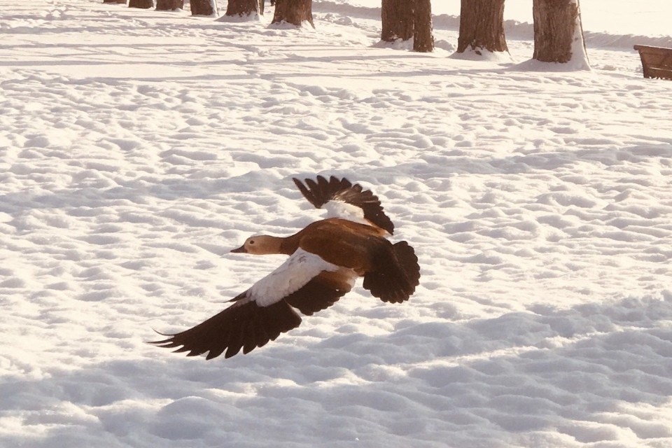    Размах крыльев огаря может достигать 145 сантиметров. Эльвира ХРАПОВИЦКАЯ