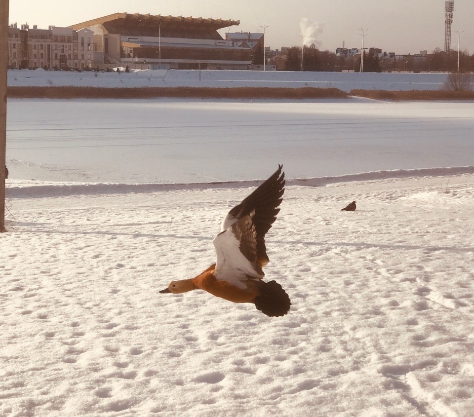    Огарь в Твери, за Волгой. Эльвира ХРАПОВИЦКАЯ