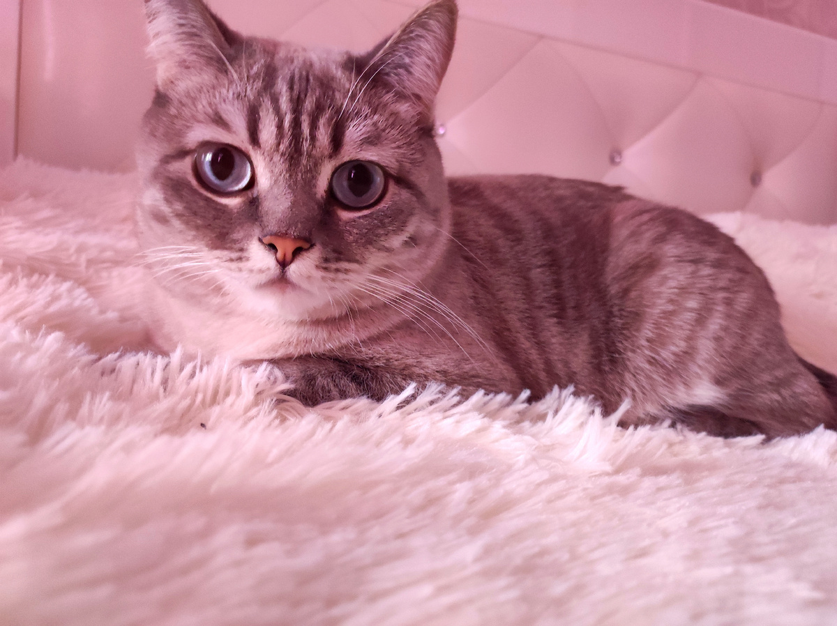 Моё утро началось с мягких лапок Сони 😻