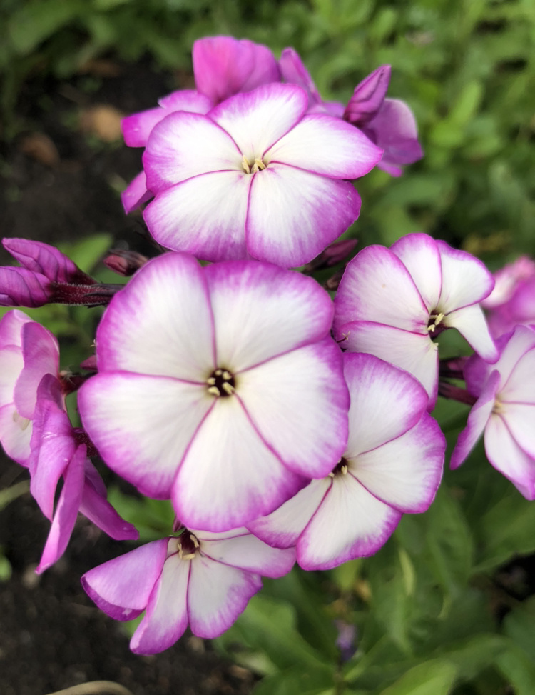 Флокс метельчатый Свит Саммер Фэнтези