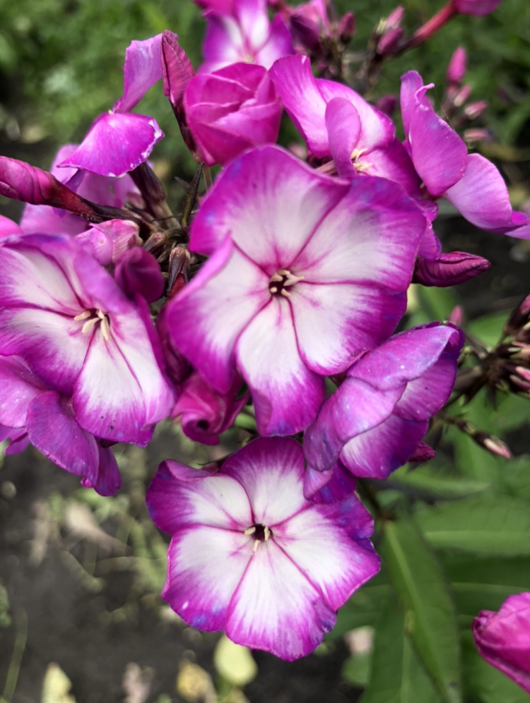 Флокс метельчатый Свит Саммер Фэнтези