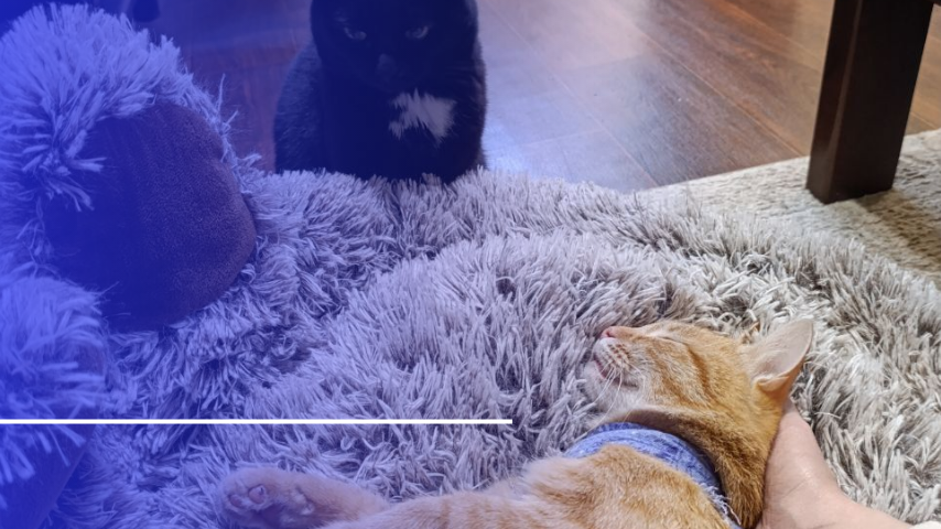 Незапланированно подобранная кошка с улицы как причина моего временного отсутствия на канале