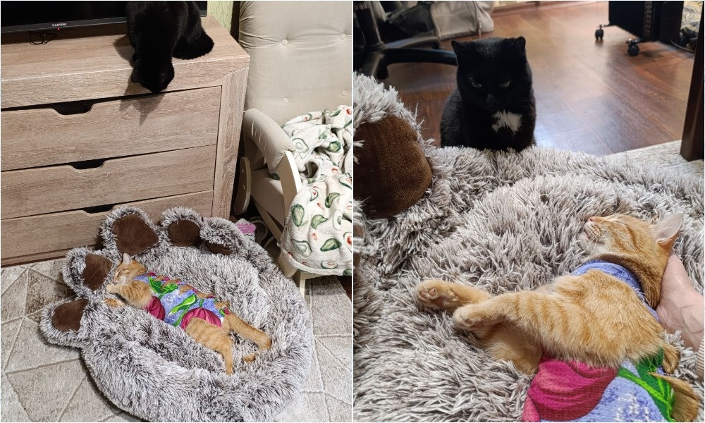 Подобрали беременную кошку на улице