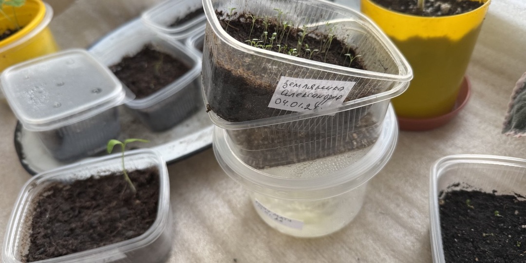 В чем посеять рассаду: изготовила емкости самостоятельно, пользуюсь уже 5 лет