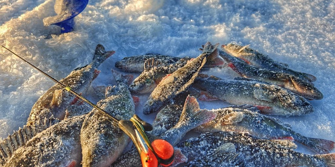 Новый бур, новая блесна и...