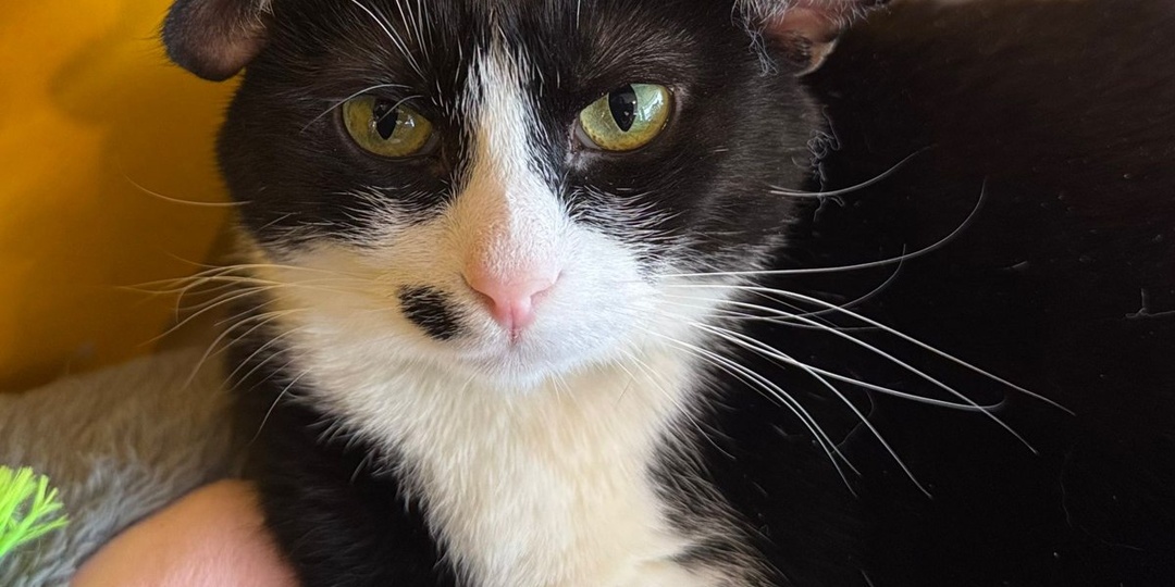 ВислоМушка