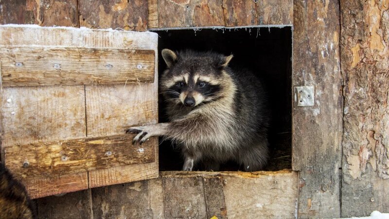     Животные в зоопарке «Лесная сказка» в январе 2026 года. Анна Зайкова