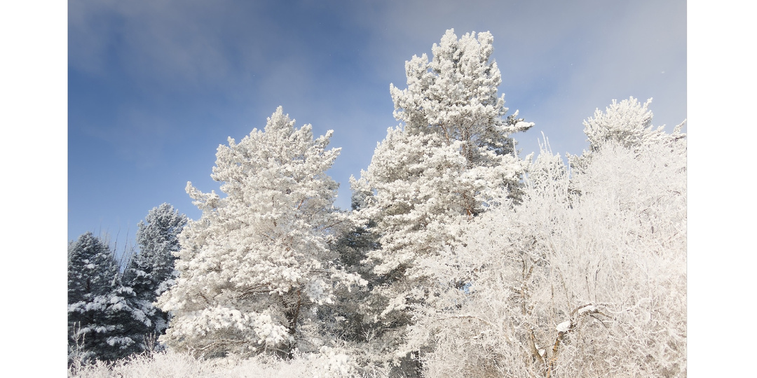 Дыхание морозного зимнего дня или прогулка по снежному лесу