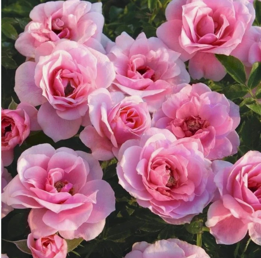 Роза Пинк Симфони