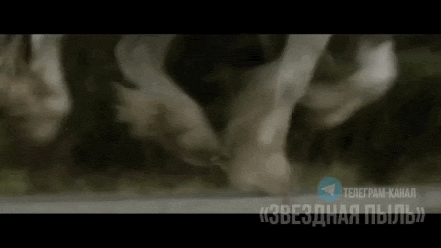    И до мушкетёров добрались, канальи! Тысяча чертей! Видео: ТГ-канал "Звёздная пыль"