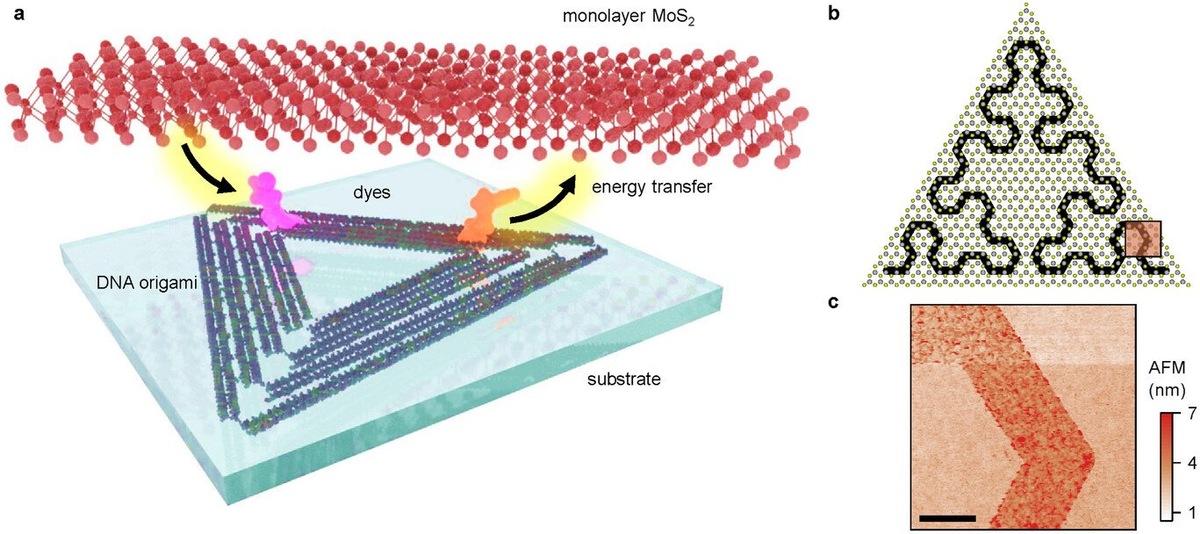    Ученые испытали способ упорядоченного нанесения молекул органических красителей на монослой дисульфида молибдена методами ДНК-оригами.