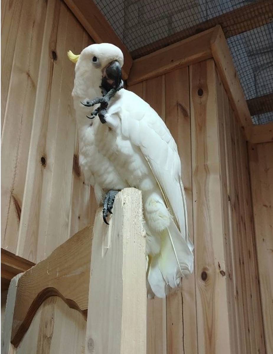 Красивый какаду, так и не слетел вниз к посетителям...