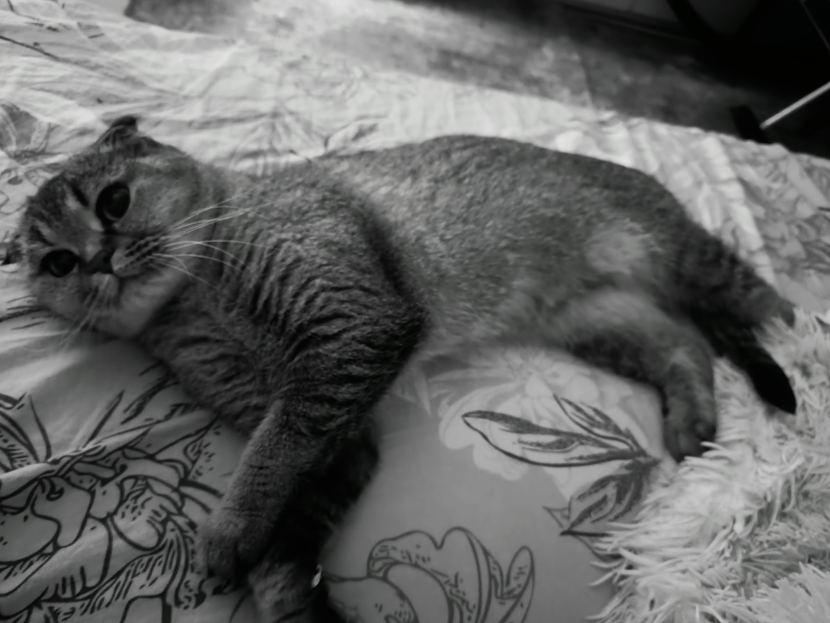 Наглая мурка 