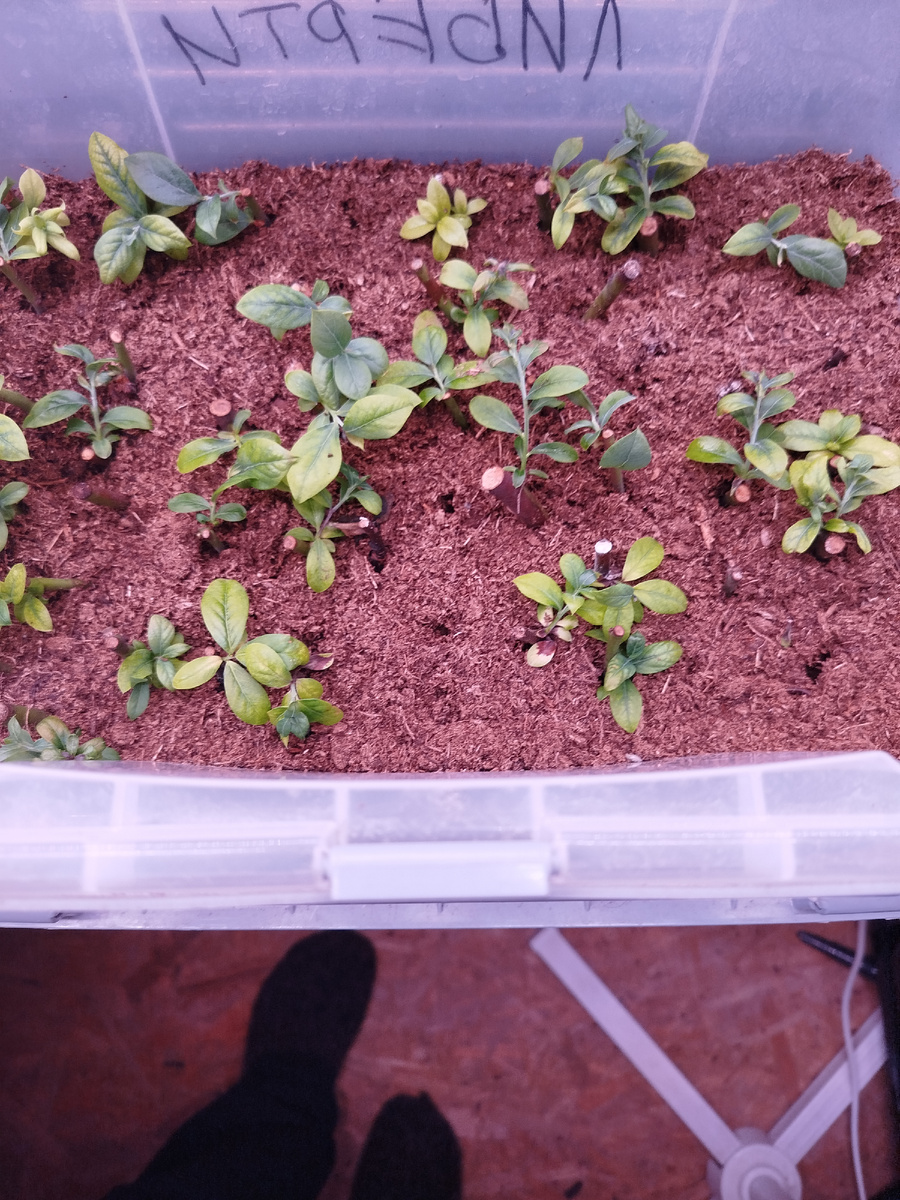 Голубика Харрисон.