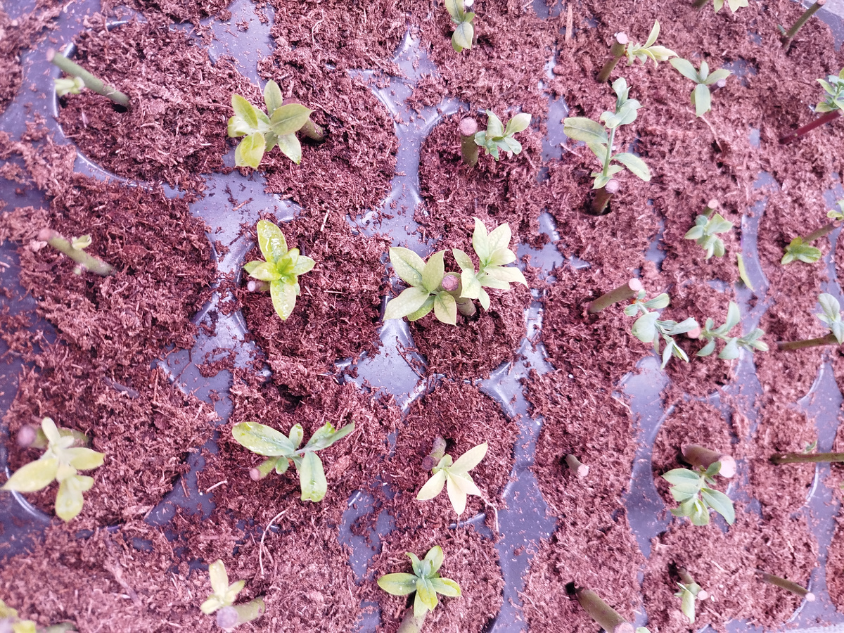 Тоже Харрисон.