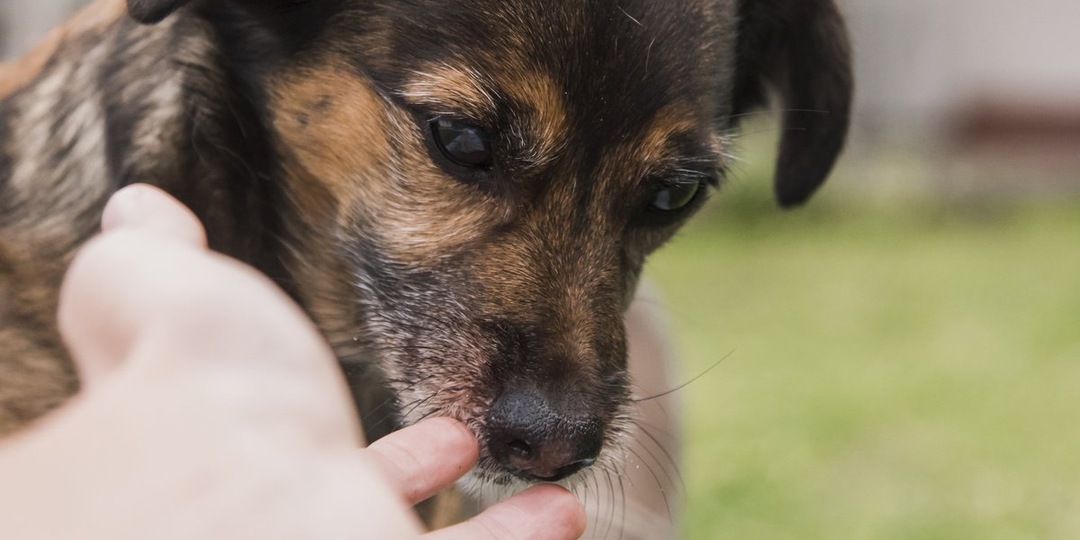 Подари тепло: в Смоленске собирают корм и вещи для бездомных питомцев