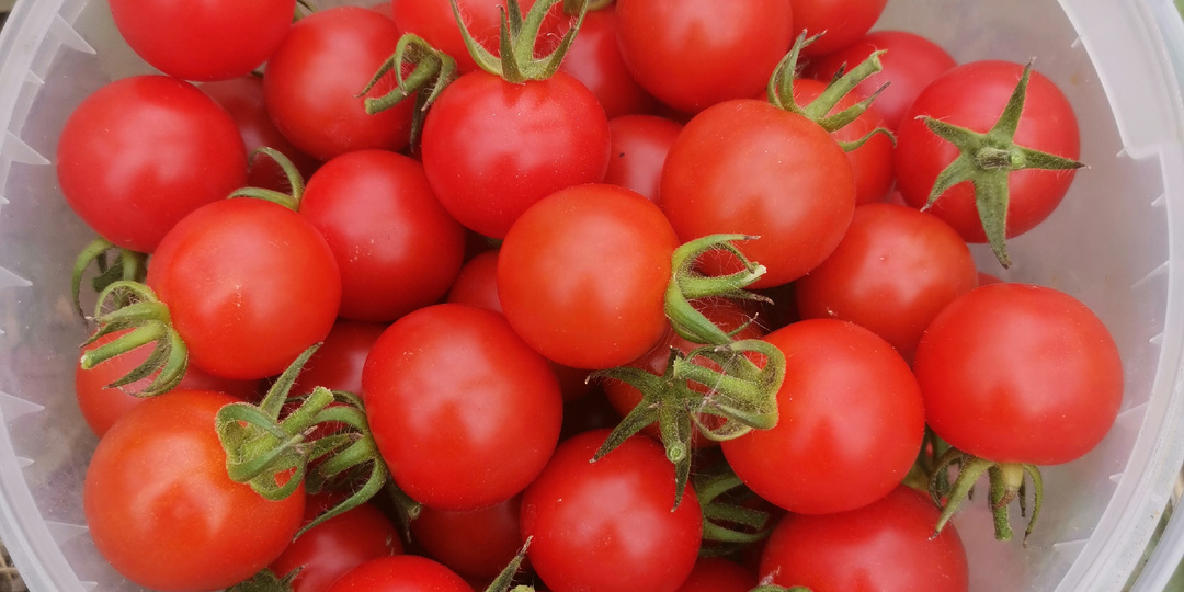 Очень сладкий и урожайный коктейльный томат