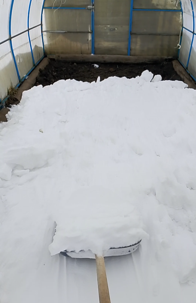 Закидываю снег в теплицу 