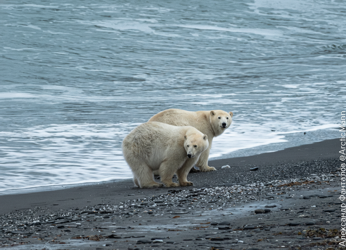Белые соседи по мысу Челюскин