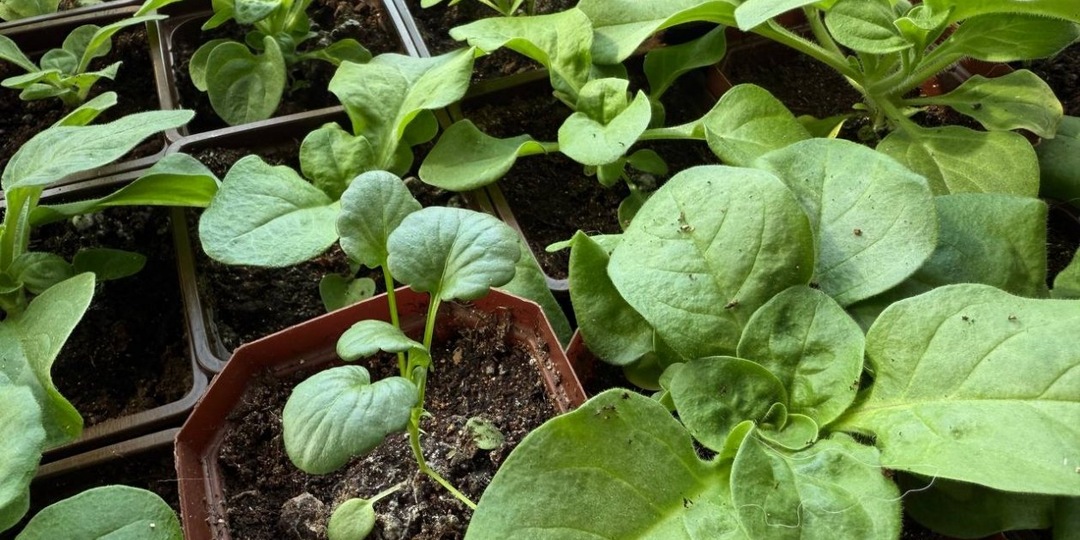 Семена взойдут пышной щеткой и в 2 раза быстрее: рассада будет крепче молодых дубков, мощной и коренастой – 3 лайфхака