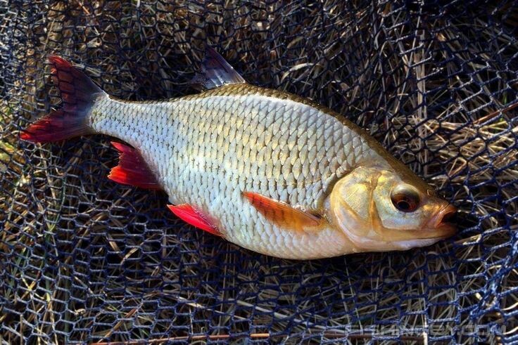 Краснопёрка: яркая представительница пресных водоёмов России