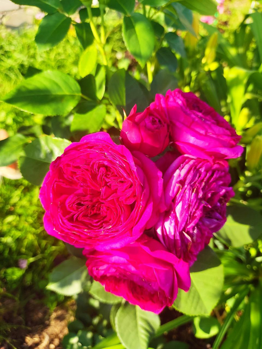 роза Софи Луиза.