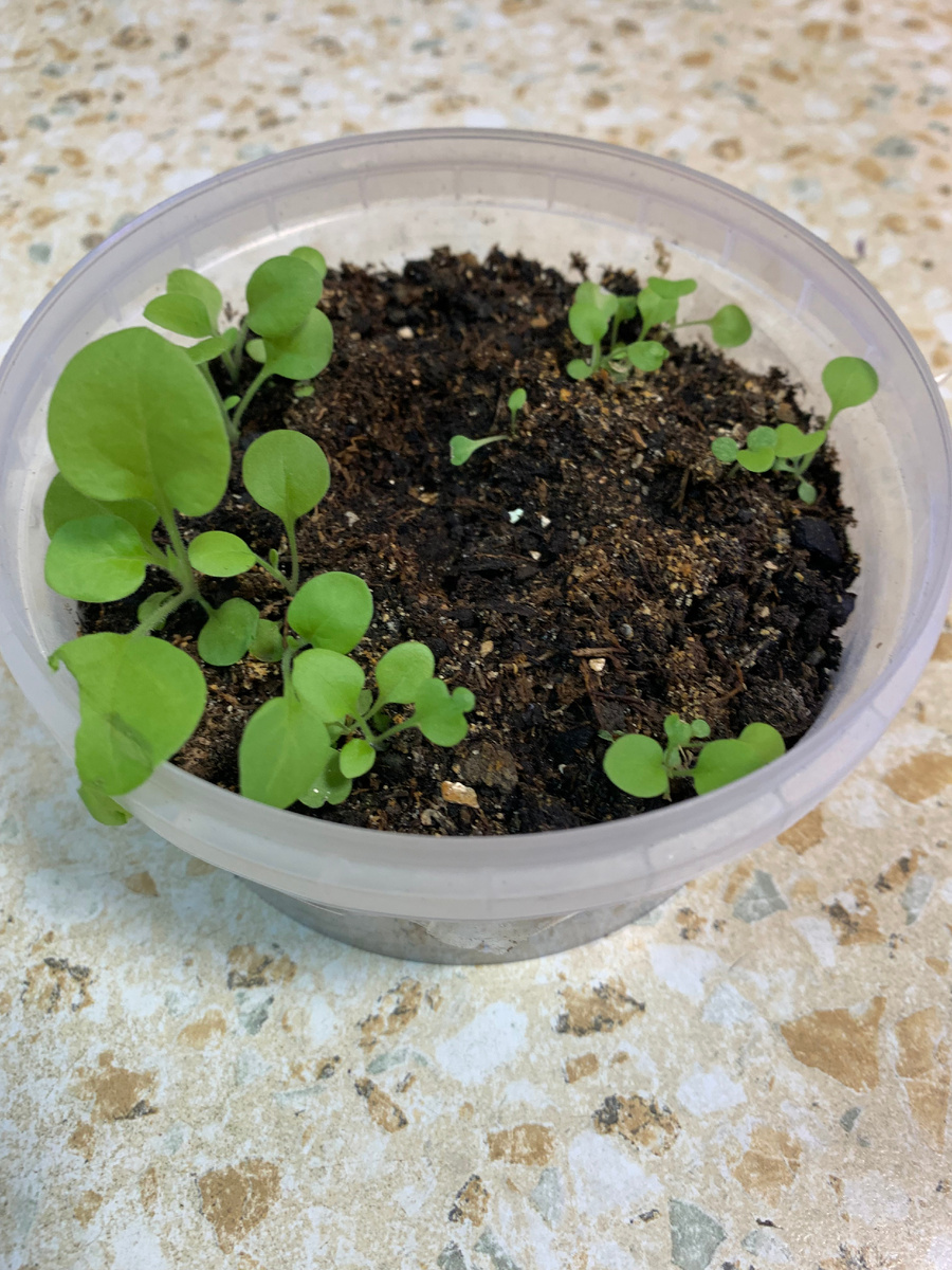 07.02.26 Петуния