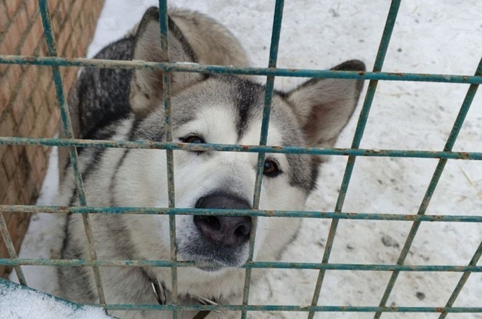    Коммунальное предприятие «Животные в городе» занимается помощью бездомным собакам. Фото: Администрация Донецка