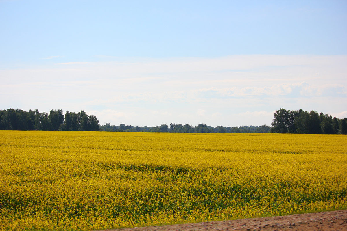 Поля в Алтайском крае