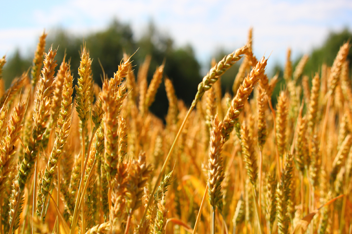 Пшеничное поле